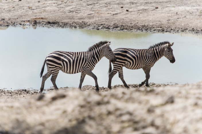Afrika Tansania Tarangire Nationalpark