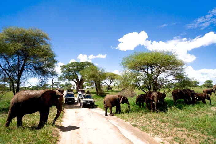 Afrika Tansania Tarangire Nationalpark