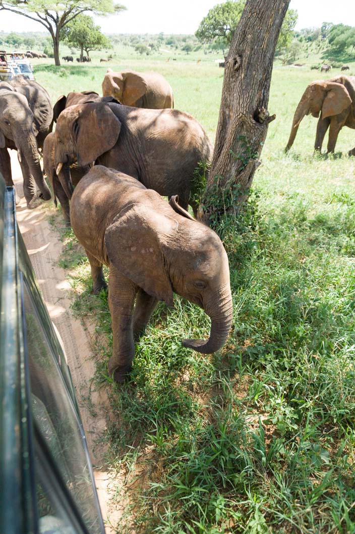 Afrika Tansania Tarangire Nationalpark