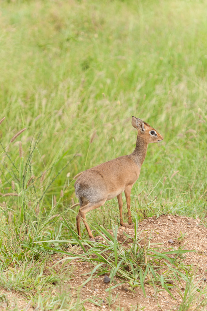 Afrika Tansania Safari DikDik