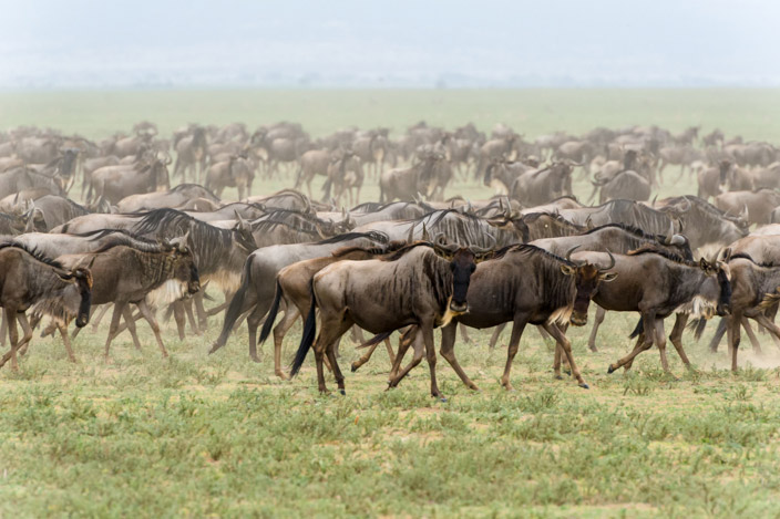 Afrika Tansania Safari Gnu Migration