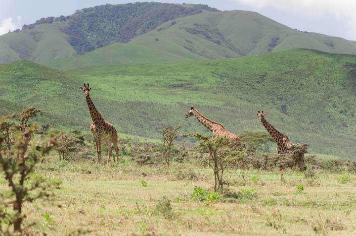 Giraffe Serengeti, Tansania