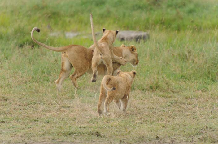 Löwe in der Serengeti, Tansania