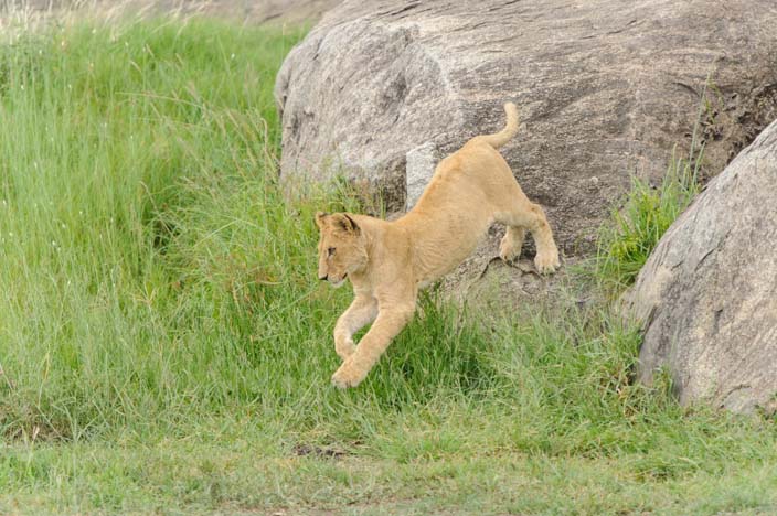 Löwe in der Serengeti, Tansania