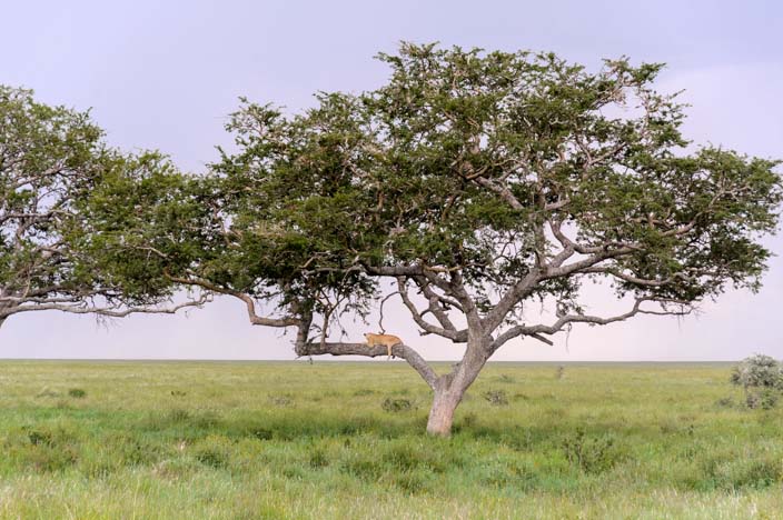 Leopard in der Serengeti, Tansania