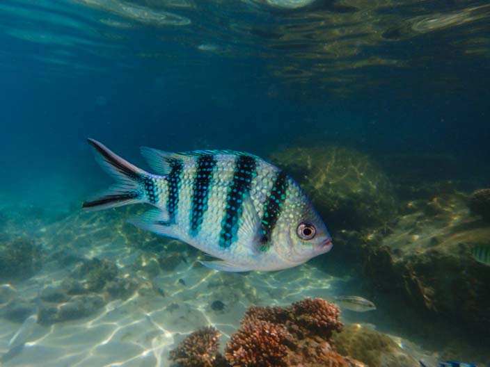 Perhentian Islands Schnorcheln Fisch
