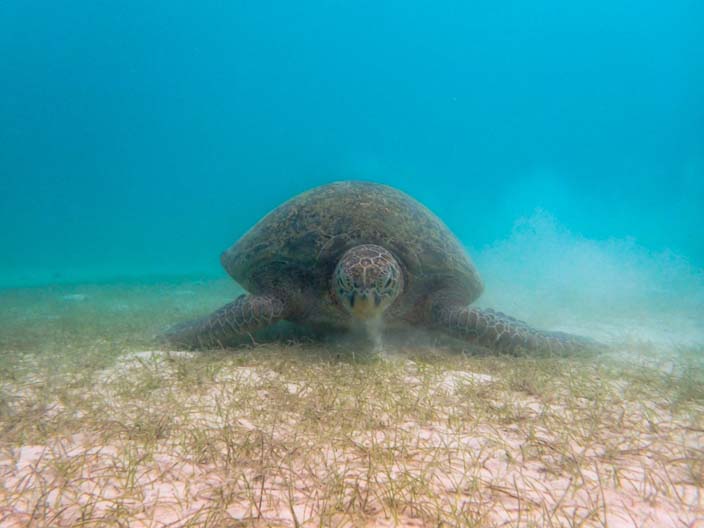 Perhentian Islands Schnorcheln Schildkröte