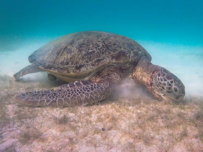 Perhentian Islands Schnorcheln Schildkröte