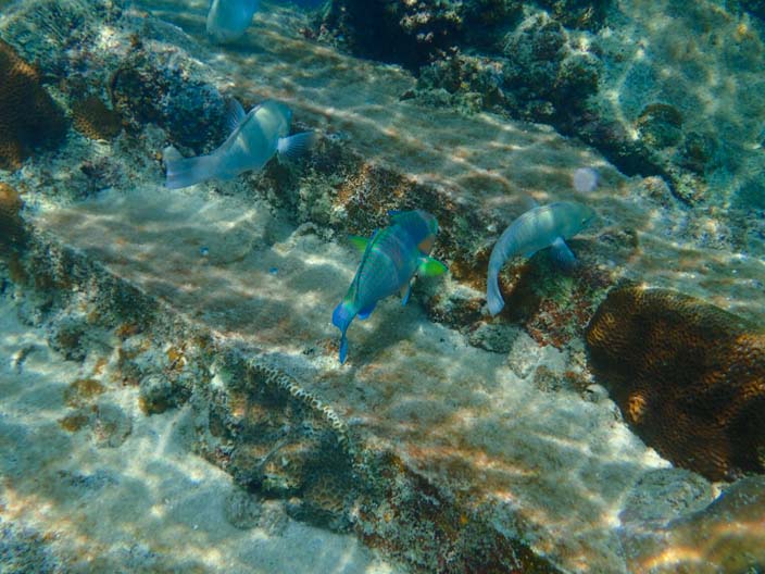 Perhentian Islands Schnorcheln Fische