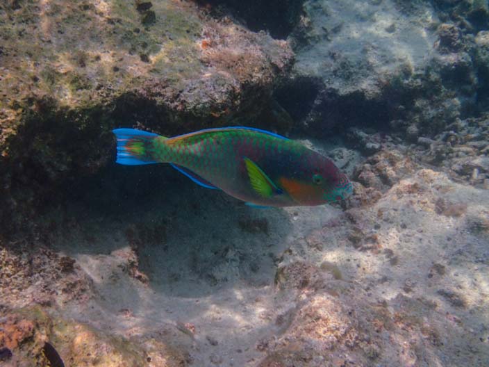 Perhentian Islands Schnorcheln Fisch