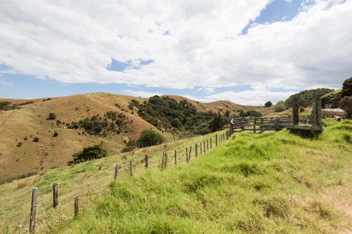 Neuseeland grüne Hügel