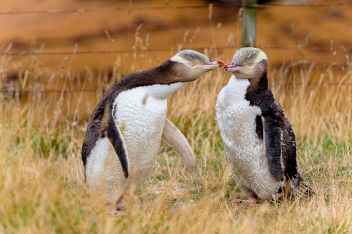 Neuseeland Moeraki Gelbaugen Pinguine