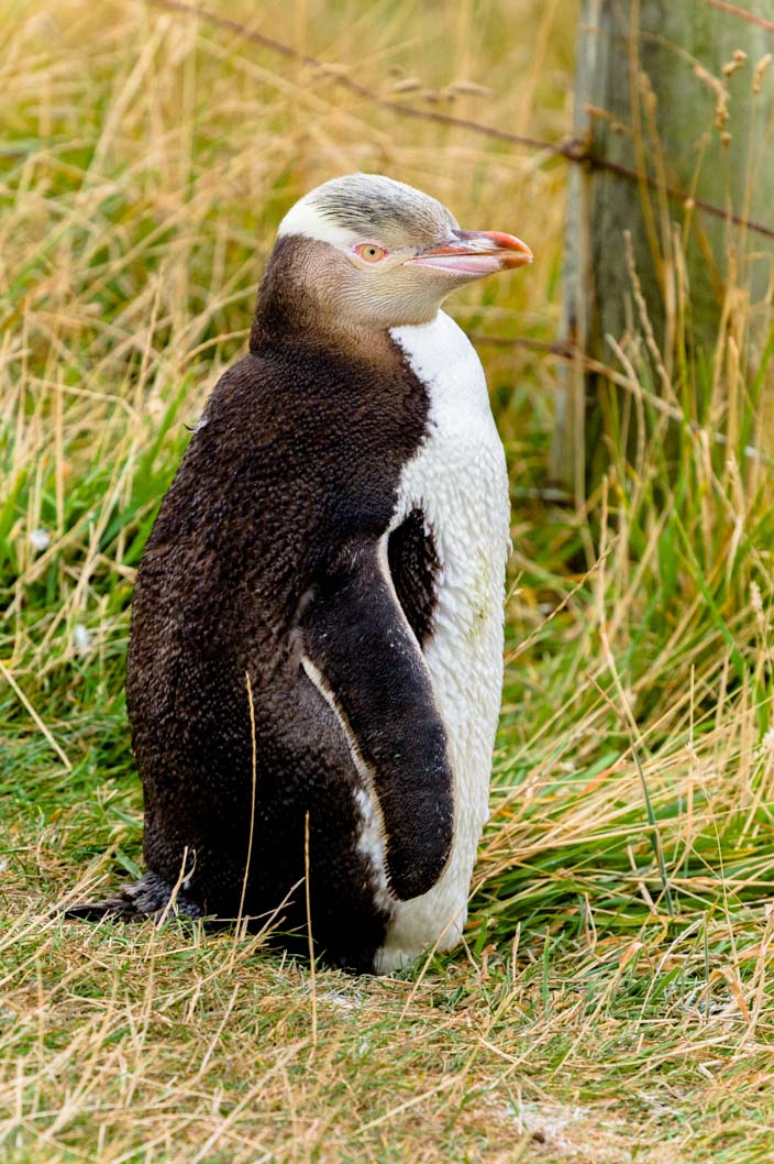 Neuseeland Moeraki Gelbaugen Pinguine