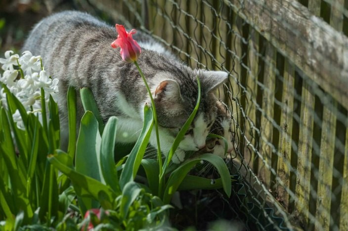 katze im urlaub