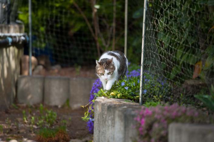 katzensitter tierpension katze urlaub