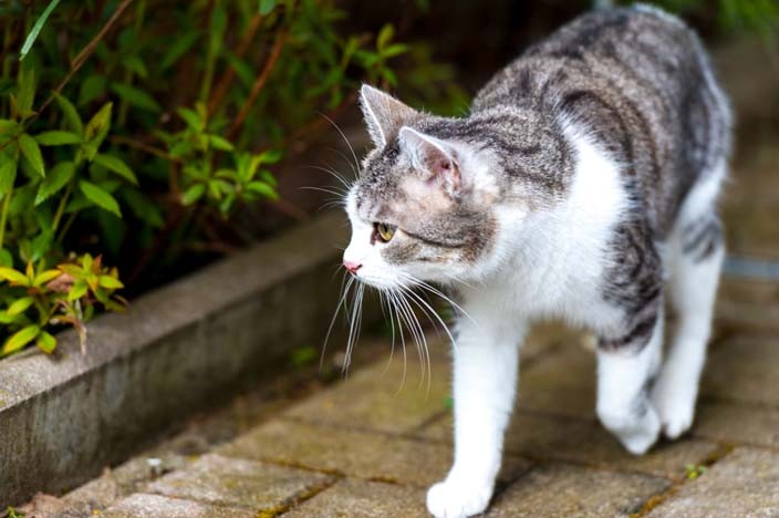 katzensitter tierpension katze urlaub