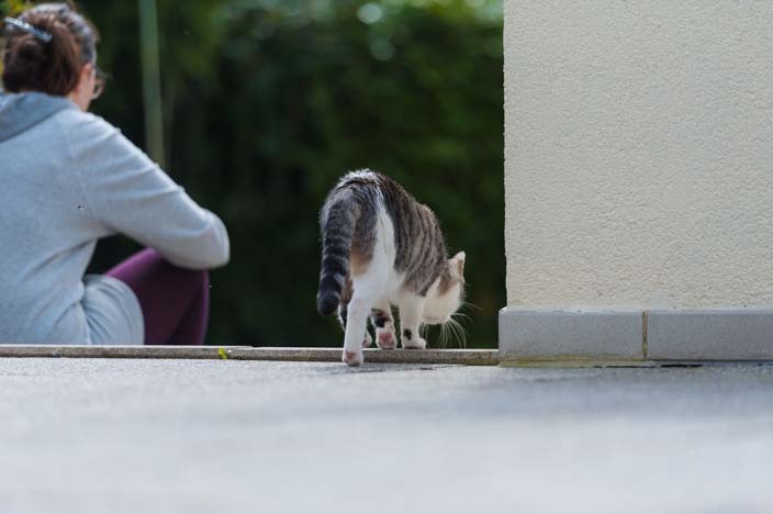 katzensitter tierpension katze urlaub