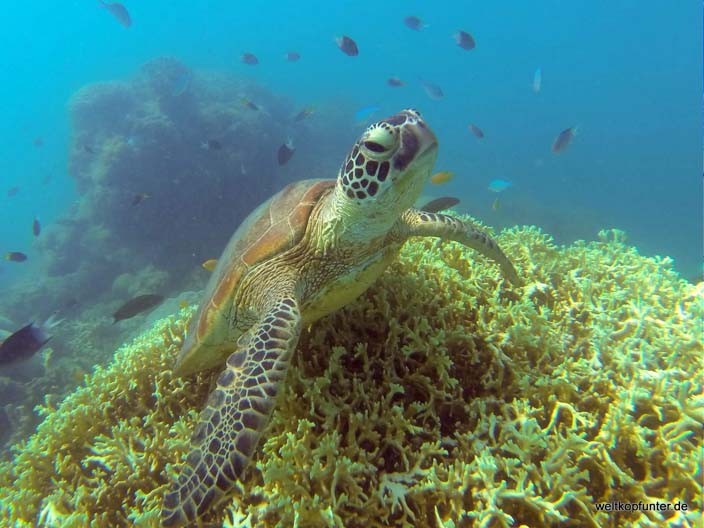 Mit Schildkroten Schwimmen Die Besten Spots Der Welt