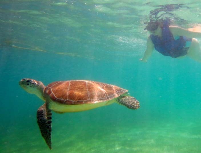 Schildkröten schwimmen