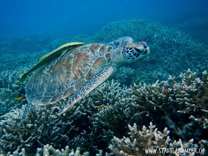 Schildkröten schwimmen