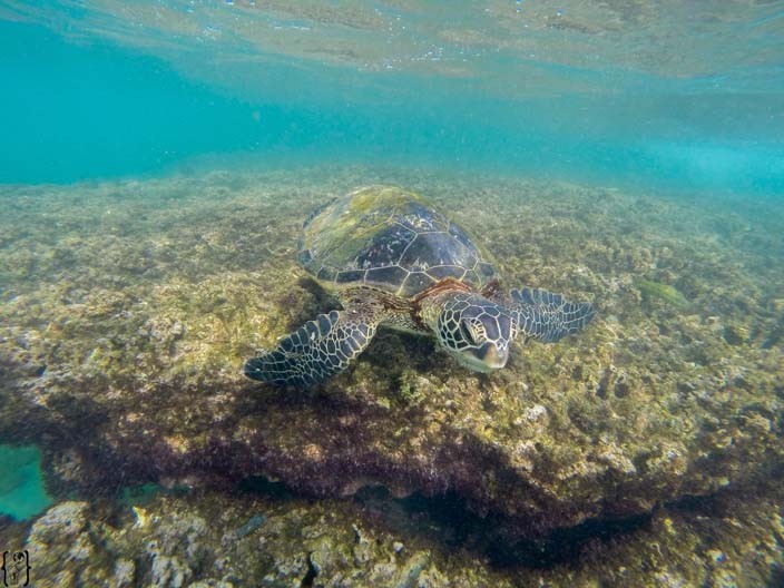 Schildkröten schwimmen