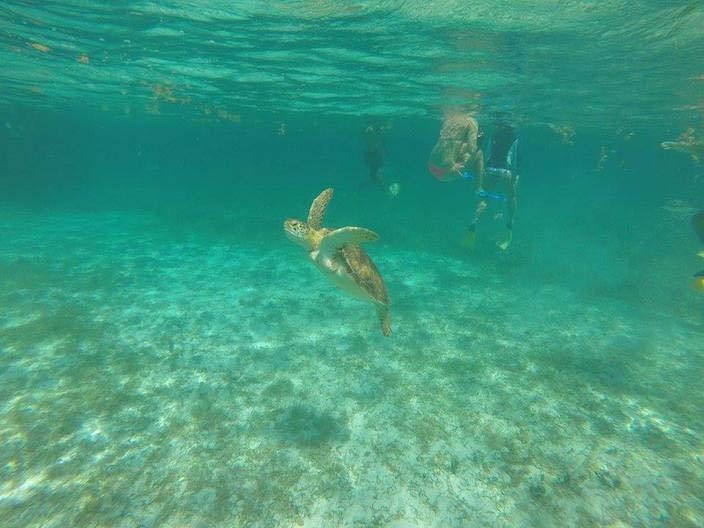 Schildkröten schwimmen