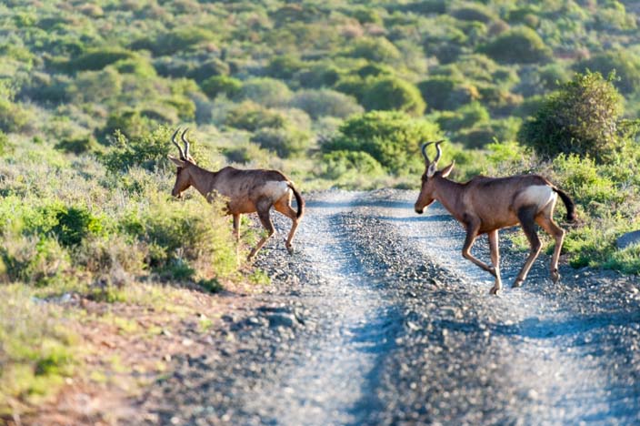 Südafrika Rundreise kwandwe private game reserve