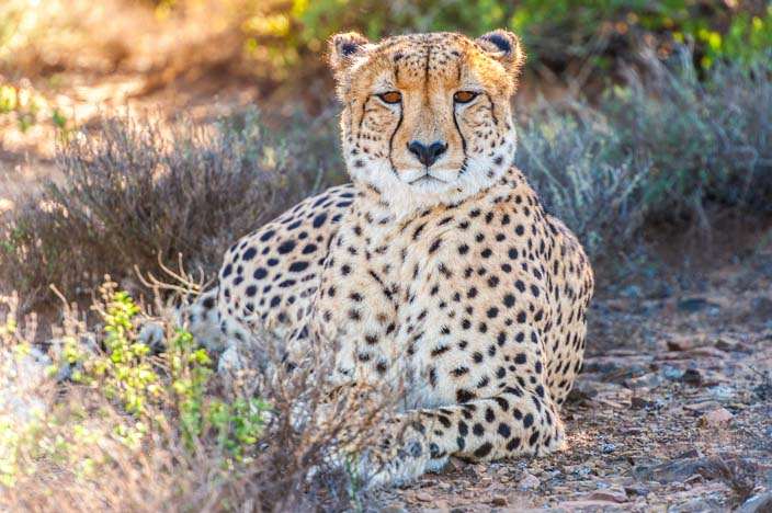 Fotoparade Kwandwe Game Reserve Gepard