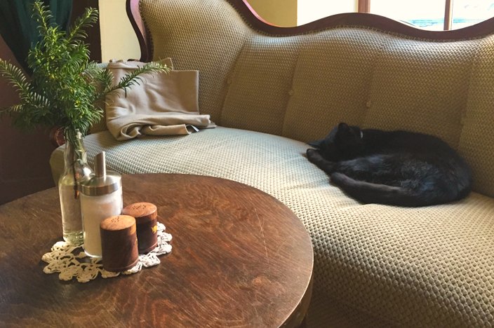 Katzencafé in Leipzig: cafe meins deins unser - Herr Perle