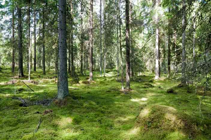 meditation in finnland