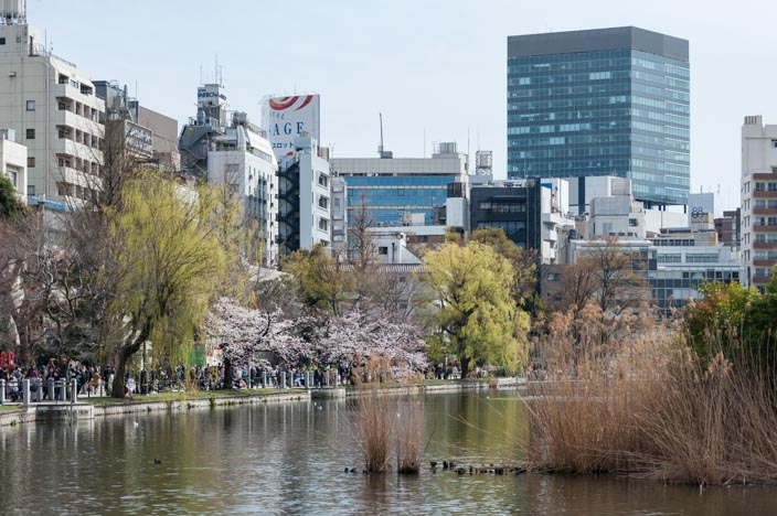 Kirschblüte im Uneo Park am Shiobazu-See mit Tokio im Hintergrund