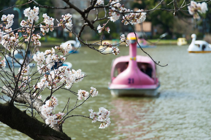 Kirschblüte im Uneo Park am Shiobazu-See mit Leih-Tretbooten in Schwan-Optik