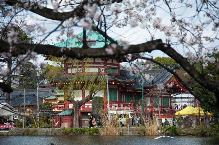 Kirschblüte im Uneo Park mit Toshugu Shrine