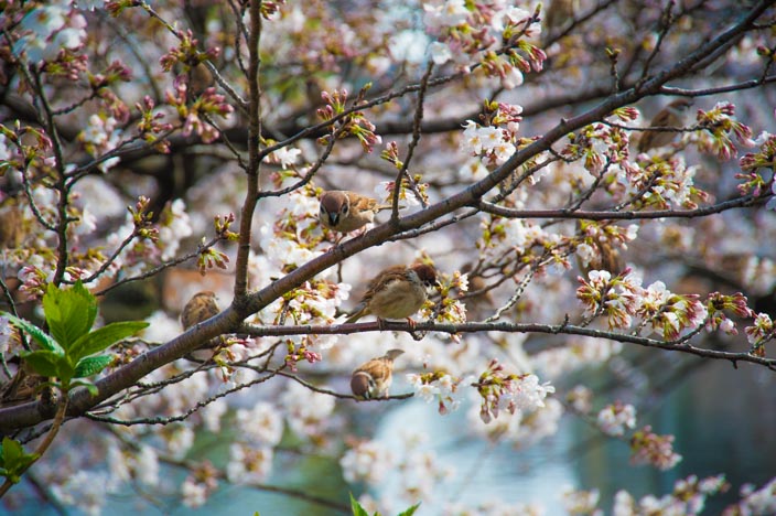 Kirschblüte im Uneo Park