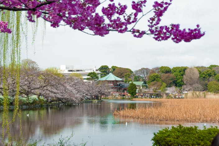 Kirschblüte im Uneo Park am Shiobazu-See