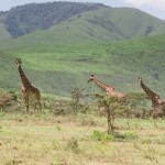 Giraffe Serengeti, Tansania