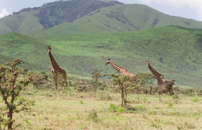 Giraffe Serengeti, Tansania