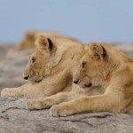 Serengeti – bist du so unbeschreiblich wie alle sagen?