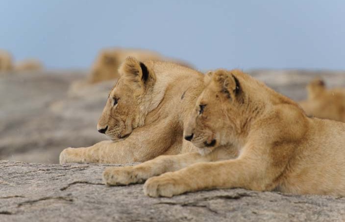 Löwe in der Serengeti, Tansania