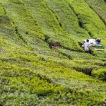 Cameron Highlands: Tee, Scones und grüne Hügel