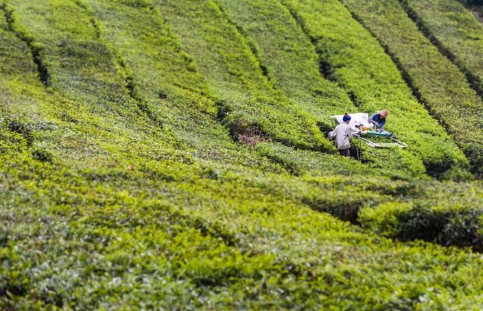 Cameron Highlands Malaysia Reisebericht