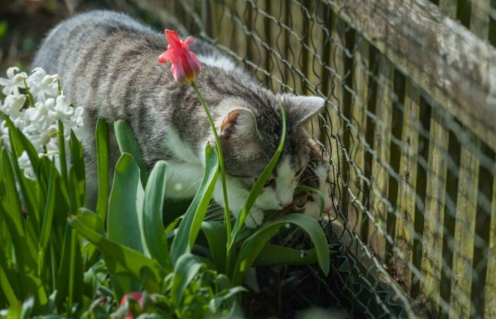 katze im urlaub