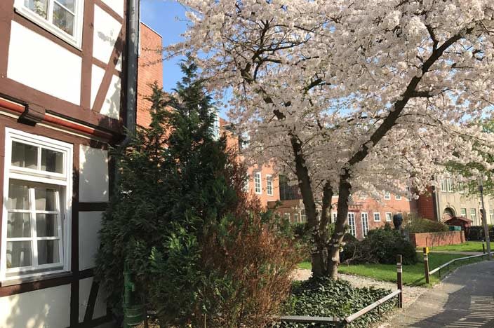 Wolfenbüttel Tipps Kirschblüte mit Fachwerk
