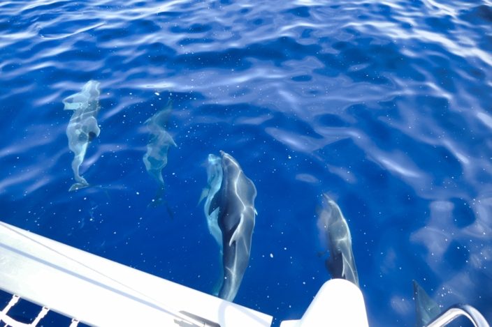 Zwischen Otok Unije und Losinj begegnet uns eine kleine Delfingruppe. Foto: Bernd Oelsner