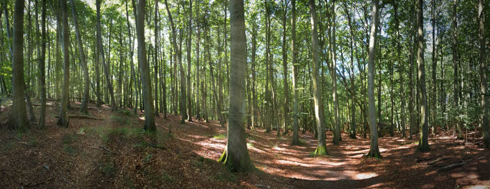 Krijtrotsen Rügen: Buchenwald in het Nationaal Park Jasmund