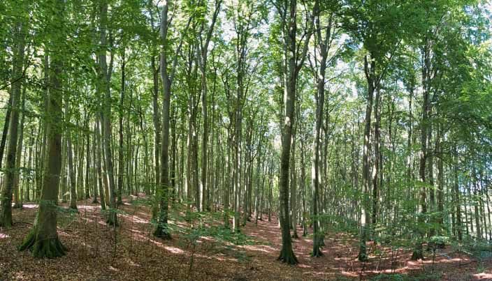 Krijtrotsen Rügen: Buchenwald in het Nationaal Park Jasmund