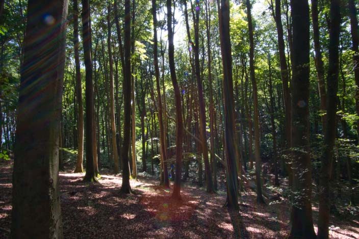 Kreidefelsen Rügen: Buchenwald im Nationalpark Jasmund