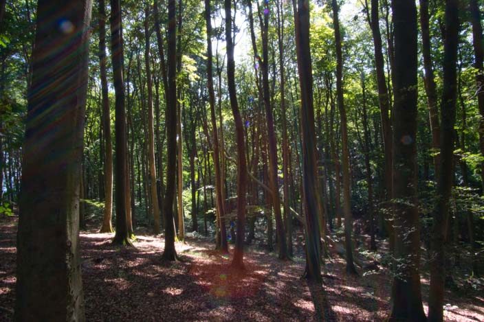 Krijtrotsen Rügen: Buchenwald in het Nationaal Park Jasmund